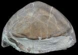Long Enrolled Isotelus Trilobite - Ohio #41545-1